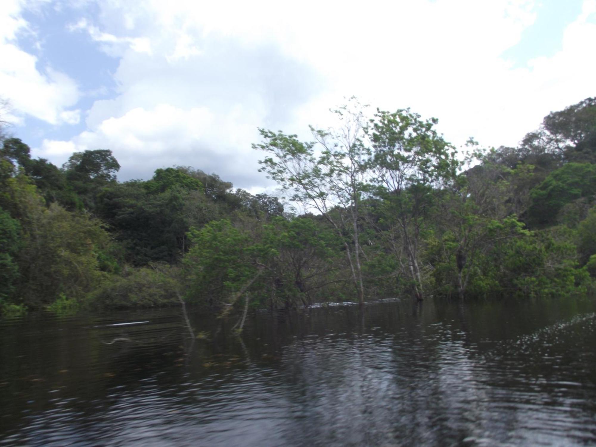 Careiro Amazon Arowana Lodge מראה חיצוני תמונה